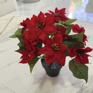 ต้นคริสมาสแดงดอกผ้ากำมะหยี่ 1ช่อ(5ก้าน) สูง30ซม.(ในกระถางมี3ช่อ)