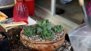 1000gram 9‑IN‑1 Mixed Mineral Rainbow Stone 3‑6mm Breathable Granules for Succulent Cactus Pot Soil Amendment Garden Paving & Aquarium Decoration