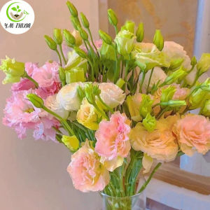 Eustoma Grandiflorum Seeds (Fresh 50pcs ) Eustoma Grandiflorum Flower Seeds For Planting Bonsai Seed