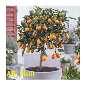 Bibit Jeruk Nagami Siap Berbuah Super Okulasi