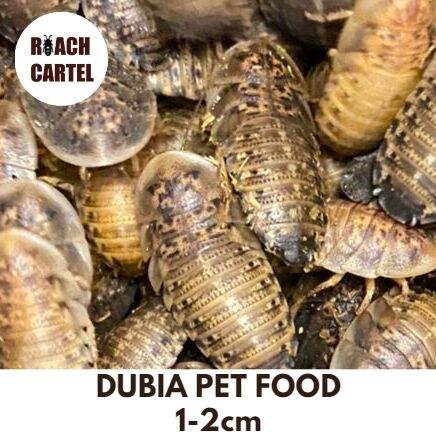 DUBIA ROACH PET FOOD 1-2cm l LIPAS DUBIA 1-2CM l 杜比亚 1-2CM | Lazada