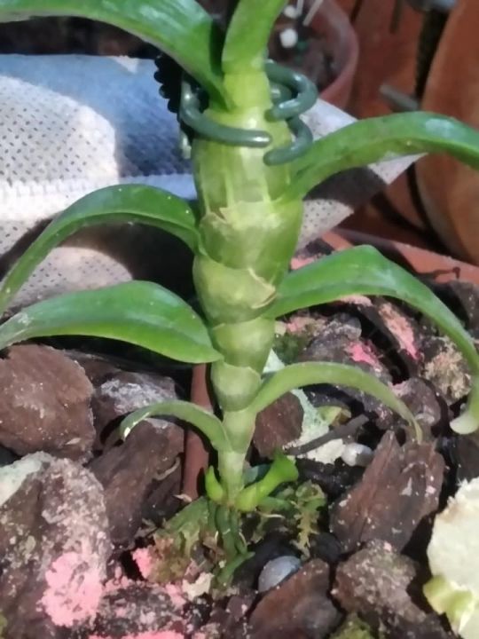 Phi%20%C4%91i%E1%BB%87p%20L%C3%81%20M%C3%8DT%20PH%C3%9A%20TH%E1%BB%8C,%20ki%20to,%20l%C3%A1%20to%20%20kh%E1%BB%8Fe,%20c%E1%BA%AFt%20t%E1%BB%AB%20th%C3%A2n%20m%E1%BA%B9,%20hoa%20%C4%91%E1%BA%B9p%20hi%E1%BA%BFm%20-%20Image%206