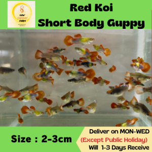 Red Koi Short Body Guppy [PAIR] / Fish for Aquarium