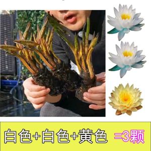 大睡莲种根块池塘水培植物四季荷花水养花卉碗莲根茎带芽睡莲花苗