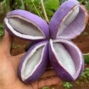 August Melon Four Seasons Courtyard Planting Climbing Plants Fruit August Melon Potted Courtyard Planting 35pcs/pack