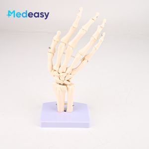 Human Hand Joint Model With/without Ligament