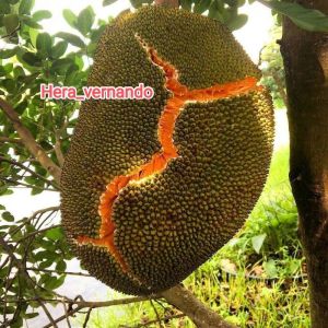 Bibit Nangka Merah super okulasi cepat berbuah