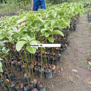 Bibit Alpukat Sab 034 Super