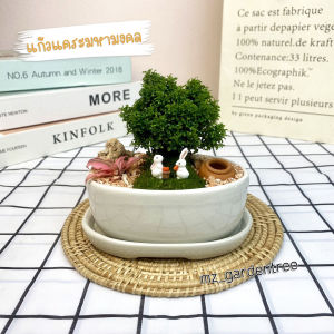 สวนถาดไม้มงคล บอนไซแก้วแคระมงคล กระถางวงรีขาว พร้อมตุ๊กตาตกแต่ง