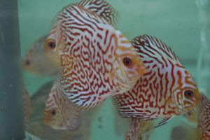 Checkerboard Pigeon Discus 2" - 2.5"