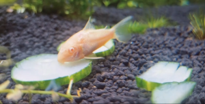 Albino white corydoras/corydoras catfish/algae eater/白鼠鱼/白玉鼠/清道夫鱼