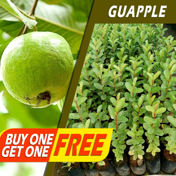 GUAPPLE MARCOTTED BUY 1 TAKE 1 SEEDLINGS | Lazada PH