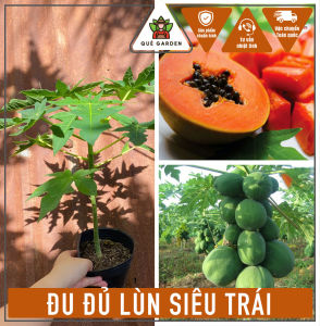 Cây Đủ Đủ lùn Siêu Trái - Tổng thể tầm 20-30 cm - Phù hợp trồng chậu mau cho trái!