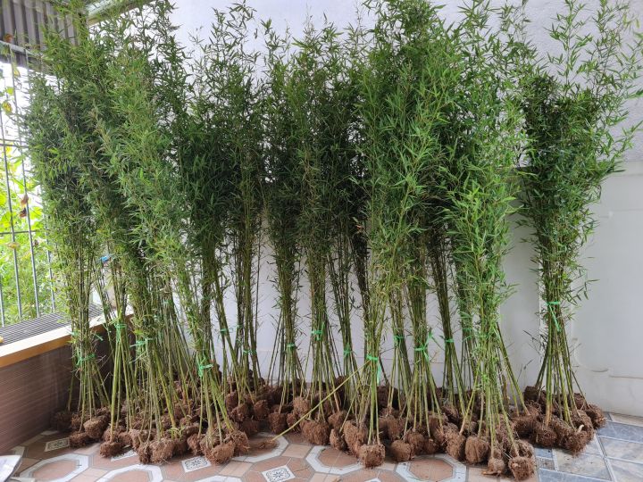 Trúc Tre combo 10 , 20cây, Trúc quân tử , trúc hàng rào biệt thự , sân ...