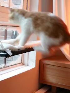 เปลแมว บรรจุภูมิ รับน้ำหนัก 20 kg มั่นคง ไม่หลุด เบาะแมว ขนาดใหญ่