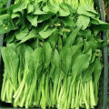 เมล็ดพันธุ์ กวางตุ้งดอก Green Choy Sum Seed Chinese Flowering Cabbage Organic Vegetable Seeds for Planting เมล็ดพันธุ์ผักกาดกวางตุ้ง ดอกช่อขจร เมล็ดพันธุ์แท้ OP เมล็ดพันธุ์ผัก ผักสวนครัว ผักออร์แกนิก พันธุ์ผัก เมล็ดผัก ปลูกได้ตลอดปี (600 เมล็ด/ซอง). 