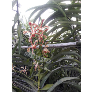 [HCM]hoa lan bò cạp rằn -có 2 vòi hoa