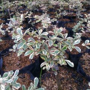 Bibit Tanaman Ketapang Varigata Putih Kualitas Unggul