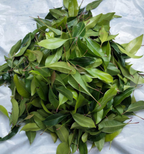 Daun Cengkeh Seger Alami