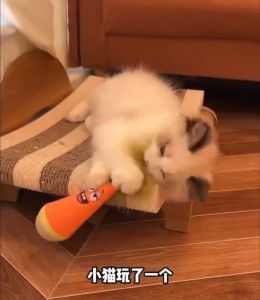 Natural Beech Wood Tumbler Cat Toy Interactive Automatic Self-Play With Feather Teaser Wand