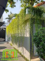 Cây cúc tần ấn độ dài decor quán cà phê, ban công cực đẹp, có tặng kèm phân bón cây Minh Hân Garden. 