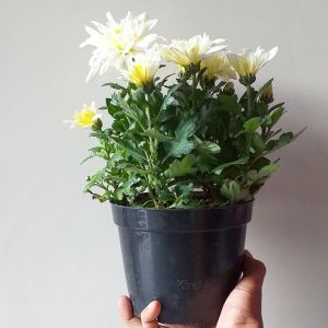 [ BARU 1 POT JUMBO ] Tanaman Hias Hidup Bunga Krisan Aster Tanaman Bunga Hidup Seruni 1 POT BUNGA ASTER WARNA WARNI BUNGA ASTER MURAH BUNGA ASTER HIDUP BUNGA ASTER BATIK BUNGA ASTER MERAH BUNGA ASTER TANAMAN SERUNI KRISAN ASTER 6 POHON SUPER GRADE A
