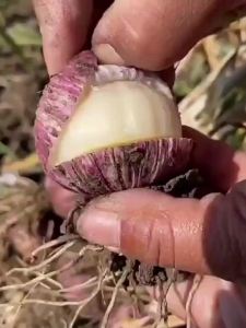 Purple Peel Single Clove Garlic Seeds Farm Garlic Seed Red Root Garlic Bolt Kinds of Four Seasons Planting Pot Field Cultivation Vegetable Seeds