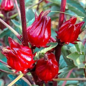 Bibit Tanaman Rosella Rosel Kondisi Berbuah Termurah