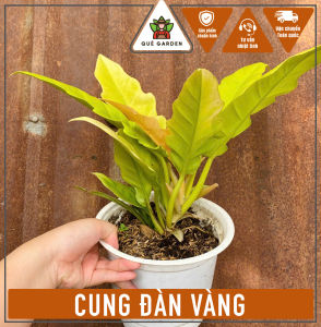 Chậu cây Cung Đàn Vàng - Tổng thể tầm 25-35 cm - Trang trí bàn làm việc mang tài lộc!