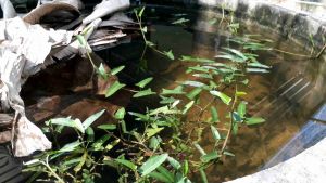 ปลากัด N8"เก็บปลายทางทักข้อความ"