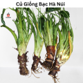 1 Củ Giống Bạc Hà Núi - Vùng Núi Rừng Tây Nguyên - Trồng Đất Đỏ Bazan.. 