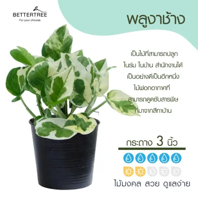 (5 แถม 1)✅(แจ้งต้นแถมทางแชท) ต้นไม้มงคล ต้นไม้ฟอกอากาศ กระถางขนาด 3 นิ้ว ต้นไม้