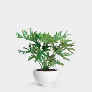 Philodendron Selloum (Philodendron bipinnatifidum) - - Pokok Philodendron Selloum - फिलोडेंड्रोन सेल्लम Philodendron Selloum – Bold Tropical Foliage Low Maintenance Indoor-Outdoor Statement Plant Big Leaf Beauty LIVE PLANT