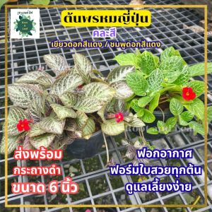 ต้นพรหมญี่ปุ่น ส่งพร้อมกระถางดำ 6 นิ้ว ต้นไม้ฟอกอากาศ ฟอร์มใบสวยทุกต้น ดูแลเลี้ยงง่าย