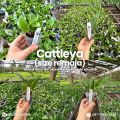 Anggrek Sa-Ngob Delight CATTLEYA TAIWAN remaja / dewasa (sudah berbunga berkali-kali) - BUMI ORCHIDS | tanaman bibir hias bulan dendrobium vanda indoor outdoor. 
