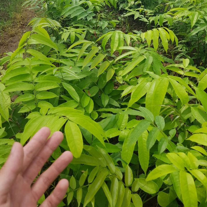 Combo 2 cây sấu giống