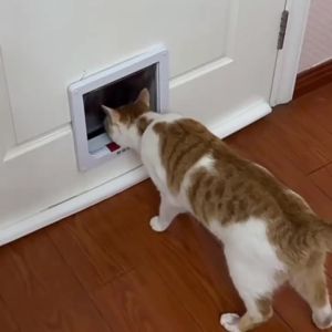 A 4-waydoor with a safety locking system made of ABS material suitable for dogs and cats. It is weather-resistant foldable and allows for controlled opening and closing. Aaccessory for small animals.
