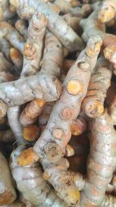 Kunyit Organik Fresh 1 kg | Kunir Seger | Kunyit Kuning Seger | Kunyit Obat Lambung | Kunir