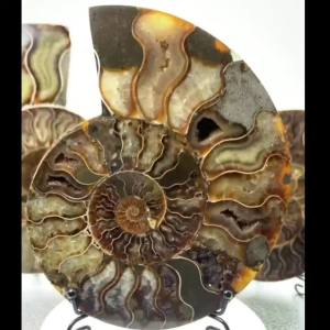 Natural Beautiful Ammonite Fossil Conch Specimen Collectibles Home Decor Gifts Ornament (5-6.5in/350g-500g)