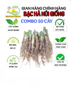 combo 50 củ bạc hà núi thân mập nhiều rễ