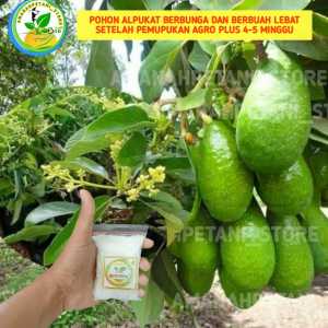 Pupuk AGRO PLUS booster bunga semua tanaman buah pupuk agro bibit pupuk ajaib pupuk kilat pupuk daun pupuk zk za dgw zpt pupuk agrodyke pupuk cpn cng pupuk grower pupuk znso4 pupuk jeruk kelengkeng alpukat apel boster kelengkeng boster lengkeng