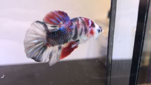 *RANDOM PICK* Candy-Galaxy KOI Betta fish/ ikan laga S / S+ Junior