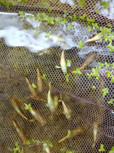 Pure Gold Yellow Guppy (Male & Female)