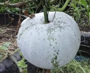 ฟักหอมนครพนม ฟักอ่อมใส่ไก่ ฟักหอมขนาด1กิโลและ2กิโล