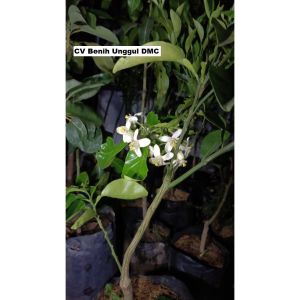 Bibit jeruk red pamelo sudah berbunga lebat