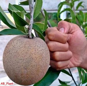 Bibit Sawo Jumbo Mampu Berbuah Dalam Pot Super Okulasi