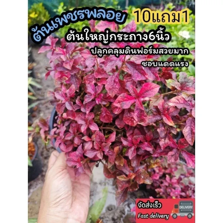 ต้นเพชรพลอย แดงชาลี ไม้คลุมดินสีแดง