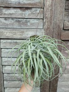 Tillandsia Betty Clump (T. Xerographica x T. Brachycaulos) with wood / airplant/ 空气凤梨- 贝蒂 (霸王x 短茎)