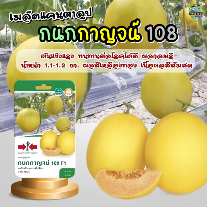 เมล็ดแคนตาลูป กนกกาญจน์ 108 ตราศรแดง ผลสีเหลืองทอง หวาน กรอบ