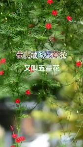 Featherleaf Petunia flower garden climbing plant five-pointed star flower wall-climbing potted plant balcony four-season flower